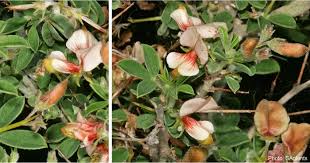 Image result for Indigofera filipes