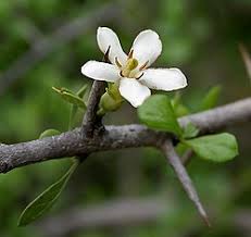 Image result for Catunaregam obovata