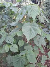 Image result for Dombeya torrida