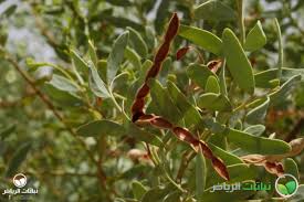 Image result for Salvadora australis