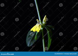 Image result for Justicia odora