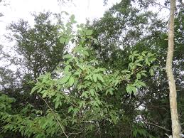 Image result for Vitex ferruginea