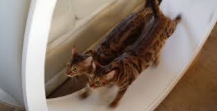Exercise wheels for cats is a particularly new concept. 7 Incredible Indoor Exercise Wheels For Cats Styletails