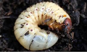 Comment Exterminer Les Hannetons Et Ses Redoutables Vers Blancs Lawn And Landscape Lawn Lawn Care Weeds