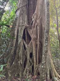 Image result for Ficus sansibarica