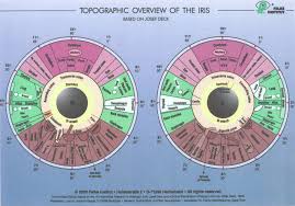 How To Read Iridology Chart The Definitive Guide Iriscope