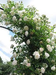 Photo beautiful white roses flower in garden. White Roses Climbing White Climbing Roses Climbing Flowers Climbing Roses