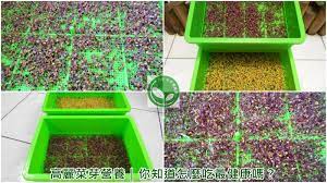 有機芽菜 芽菜機 芽菜箱 芽菜種子 高麗菜芽營養 你知道怎麼吃最健康嗎 blog posts blog canning