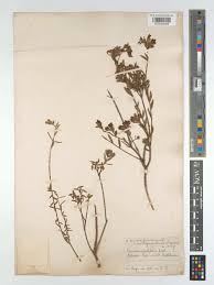 Image result for Penaeaceae