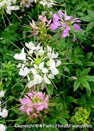 Image result for Cleome houtteana