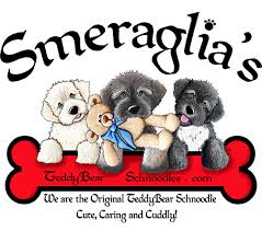 Welcome to the illinois breeders page of mini teddy bear puppies! Schnoodles Teddybear Schnoodles