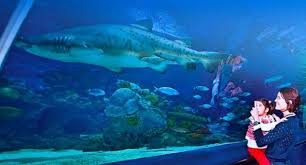Bayrampasa Akvaryum Gezi Rehberi Nerede Giris Ucreti Sea Life