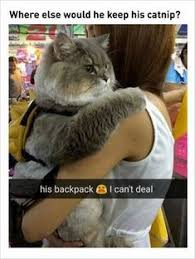 1 The Funny Face Of This Shelter Kitten When She Heard She S Adopted 2 Schwarzenegger Predator 3d Cat 3 Whe Cute Funny Animals Cute Baby Animals Cute Animals