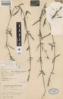 Image result for Oldenlandia angolensis