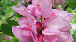 Image result for Robinia hispida