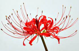 Check spelling or type a new query. Emmaretta Hanakotoba èŠ±è¨€è'‰ Is The Japanese Form Of The