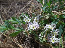 Image result for Heliotropium harareense