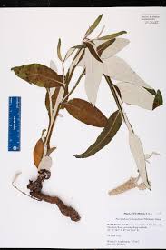 Image result for Pycnostachys parvifolia