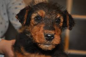 We currently have 2 excellent rated german airedale terrier puppies for sale to approved homes! Airedale Puppies For Sale Change Comin