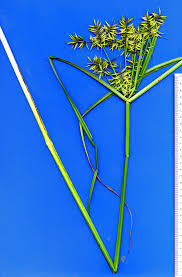 Image result for Pycreus