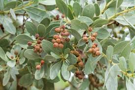 Image result for Conocarpus erectus