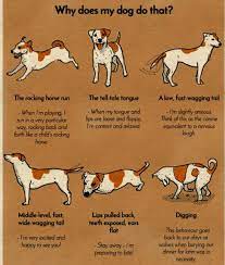 National Dog Day 2016 What Exactly Is Your Dog Trying To Tell You Today Animed Direct