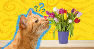 We did not find results for: Which Flowers Are Poisonous To Cats Dodowell The Dodo