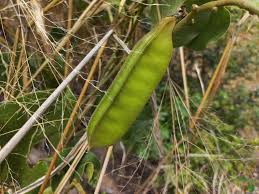 Image result for Canavalia africana