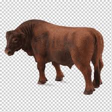 American brahman cattle was the first breed of beef cattle developed in the united states in the early 1900s as a result of crossing four different indian cattle breeds. Angus Cattle Red Angus Brahman Cattle Hereford Cattle Collecta Angus Bull Bull Spain Cow Goat Family Terrestrial Animal Snout Png Klipartz