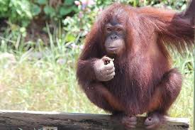 (orang utan are mostly found at the east malaysia by the way.). Full Day Bukit Merah Orang Utan Island And Ipoh City Tour Marriott