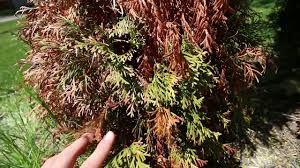 Image result for thuja drying out dead dried symptoms)