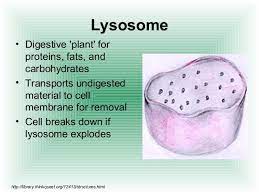 What is the main function of the lysosome in a plant cell. Cell Structure And Functions