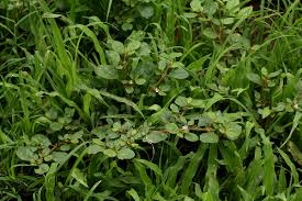Image result for Trianthema portulacastrum