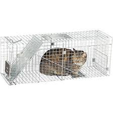 The cat will see other cats eating inside the traps and will likely try it as well. Jacksonville Humane Society Community Cat Surgery Day 6 14