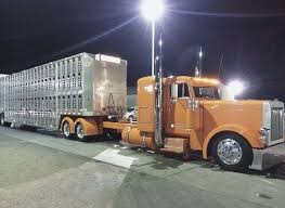Livestock Hauler Big Rig Trucks Peterbilt Trucks Big Trucks