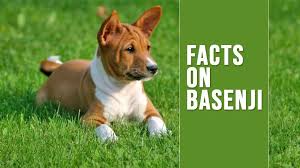 The domestic dog (canis familiaris or canis lupus familiaris) is a domesticated form of wolf. Basenji Unique Dog Breed Information On The Bark Less Dog Petmoo