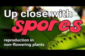 Some plants don't produce flowers and seeds. Do All Plants Bloom Wonderopolis