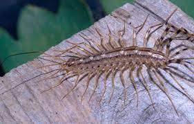 There are more than 2,000 species of centipede in the world, most of which live almost exclusively outdoors. Why You Should Never Kill A House Centipede What Do House Centipedes Look Like