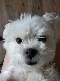 Any paper will be written on time for a cheap price. Teddy Bear Puppies For Sale In Tampa Peepsburgh