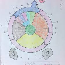 The cell cycle worksheet name: The Cell Cycle Coloring Worksheet Answer Sheet