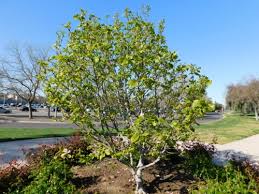 Saucer Magnolia Magnolia X Soulangeana California State University Stanislaus Choose from 510+ magnolia graphic resources and download in the form of png, eps, ai or psd. saucer magnolia magnolia x soulangeana
