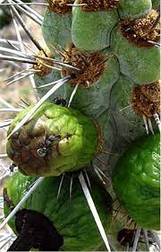 Yes, cactus plants are good for the health of living organisms. An Intruiguing Relationship Between Ants And Cacti In Defense Of Plants