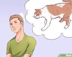 These are our personal experiences after having many cats and having. How To Know When To Euthanize Your Cat With Pictures Wikihow