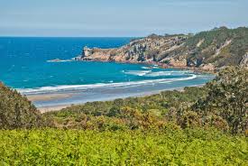 Image result for Selago barabei