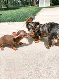 The dachshund, or wiener dog, is a lively, clever, & courageous dog that is generally good with children. Georgia Miniature Dachshund Puppies Watson S Dachshunds