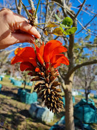 Image result for Erythrina afra