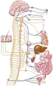 It most often affects children and young adults, but it can. Syncope Florida Cardiology