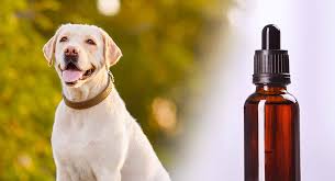 Apoquel For Dogs A Guide To Apoquel Uses Side Effects And