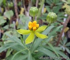 Image result for Stathmostelma pauciflorum