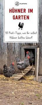 Wie Viele Huhner Privat Halten Infos Und Tipps Zur Huhnerhaltung In 2020 Huhner Im Garten Huhnerhaltung Im Garten Huhnergarten
